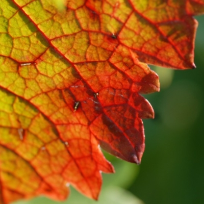 Merlot ANT 1335